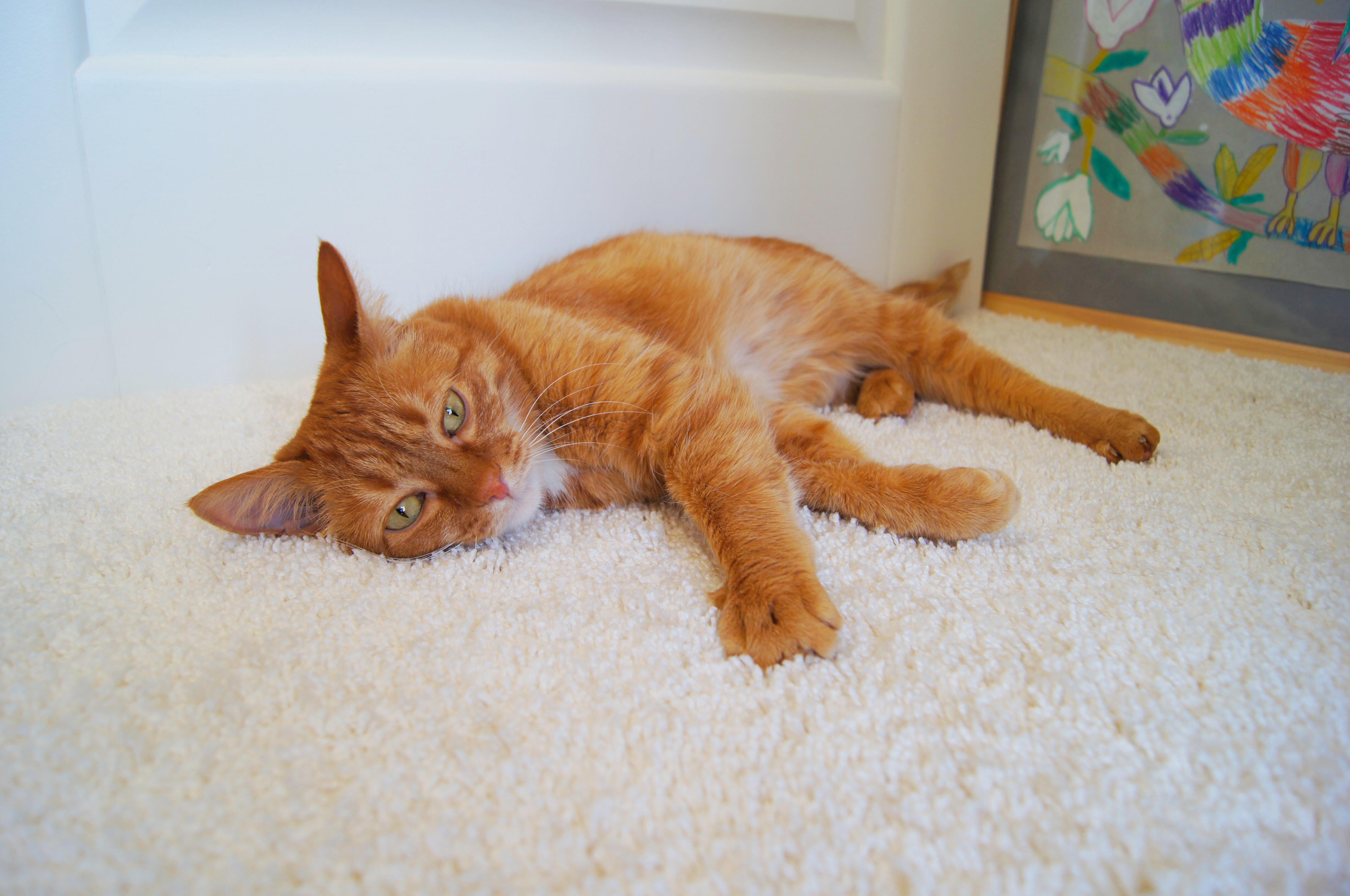 Ковролин "Зартекс" Amarena 140 бежевый (4м) — купить в Севастополе